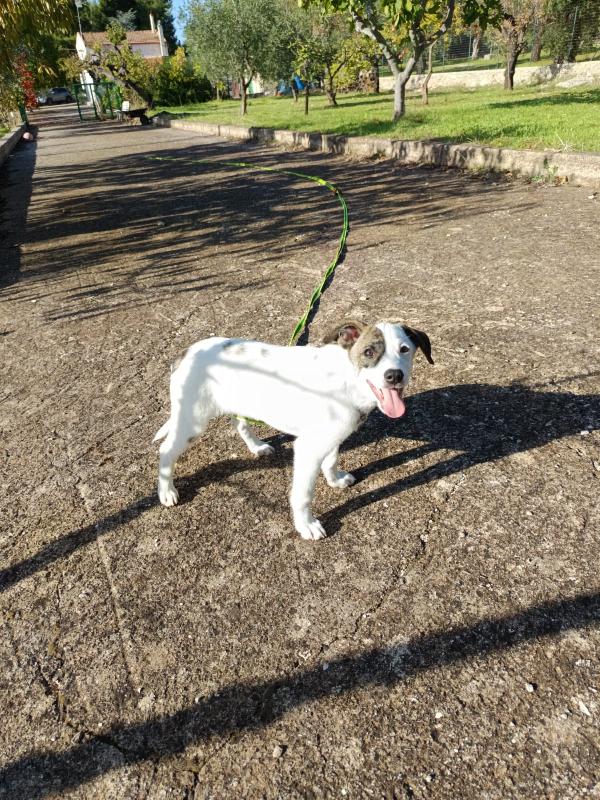 Jonas cucciolino 4 mesi taglia piccola Foto 6